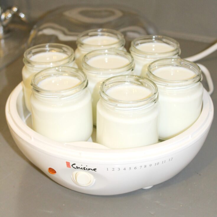 homemade yogurt in machine